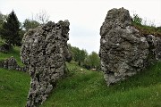 64 Due mucche dietro le rocce mi osservano